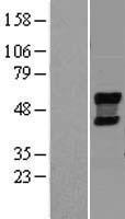 ls129807 neu4 human over expression lysates nm 080741 wb testing 1