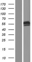ls129831 rbm45 human over expression lysates nm 152945 wb testing 1