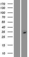 C2orf73 Human Over-expression Lysates NM_001100396