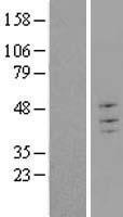 ls129868 trim43 human over expression lysates nm 138800 wb testing 1