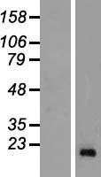 REG3G Human Over-expression Lysates NM_198448