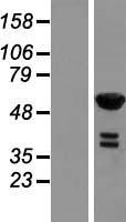 RFTN2 Human Over-expression Lysates NM_144629