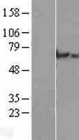 ls130162 clhc1 human over expression lysates nm 152385 wb testing 1