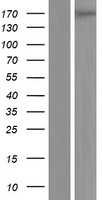 PLEKHH2 Human Over-expression Lysates NM_172069