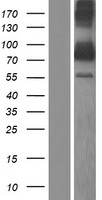 ZNF513 Human Over-expression Lysates NM_144631