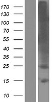 TMEM178 (TMEM178A) Human Over-expression Lysates NM_001167959
