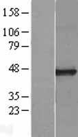 CPO Human Over-expression Lysates NM_173077