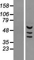 MDH1B Human Over-expression Lysates NM_001039845