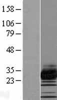 ls130827 tmem182 human over expression lysates nm 144632 wb testing 1
