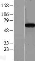 CPNE4 Human Over-expression Lysates NM_130808