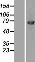 KBTBD5 (KLHL40) Human Over-expression Lysates NM_152393
