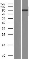 TRIM71 Human Over-expression Lysates NM_001039111