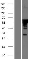 ls131408 fam131a human over expression lysates nm 144635 wb testing 1