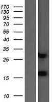 MIA40 (CHCHD4) Human Over-expression Lysates NM_001098502