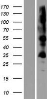 ls131540 zdhhc19 human over expression lysates nm 001039617 wb testing 1