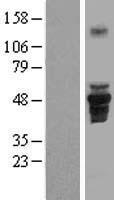 ls131583 fam43a human over expression lysates nm 153690 wb testing 1