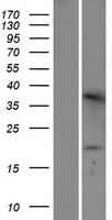 ls131616 tmem42 human over expression lysates nm 144638 wb testing 1