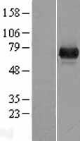 ls131669 uroc1 human over expression lysates nm 144639 wb testing 1