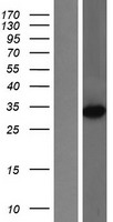 Methyltransferase like 6 (METTL6) Human Over-expression Lysates NM_152396