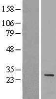 ls132141 iqcf1 human over expression lysates nm 152397 wb testing 1