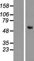 GLYCTK Human Over-expression Lysates NM_145262