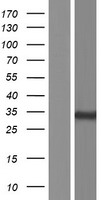 PPM1M Human Over-expression Lysates NM_001122870