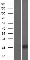 SNTN Human Over-expression Lysates NM_001080537