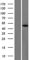 PABPC4L Human Over-expression Lysates NM_001114734