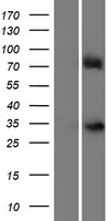 Rex1 (ZFP42) Human Over-expression Lysates NM_174900