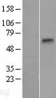 ls132724 tmprss11b human over expression lysates nm 182502 wb testing 1