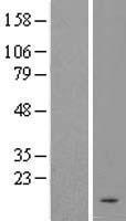 C4orf36 Human Over-expression Lysates NM_144645