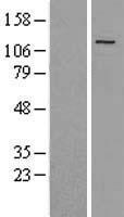 PGC1 beta (PPARGC1B) Human Over-expression Lysates NM_133263