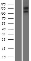 EGFLAM Human Over-expression Lysates NM_152403