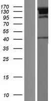 JMY Human Over-expression Lysates NM_152405