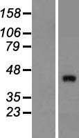 ls133923 znf474 human over expression lysates nm 207317 wb testing 1