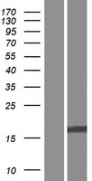C5orf49 Human Over-expression Lysates NM_001089584