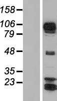 ls134265 afap1l1 human over expression lysates nm 152406 wb testing 1