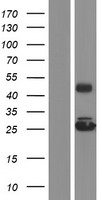 GRPEL2 Human Over-expression Lysates NM_152407