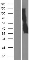 TMEM171 Human Over-expression Lysates NM_001161342