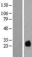 ls134288 tmem174 human over expression lysates nm 153217 wb testing 1