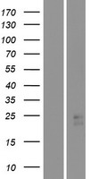 STARD4 Human Over-expression Lysates NM_139164