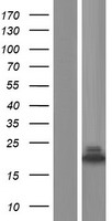 NUDCD2 Human Over-expression Lysates NM_145266