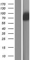 ls134548 ankrd43 sowaha human over expression lysates nm 175873 wb testing 1