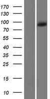 SHROOM1 Human Over-expression Lysates NM_133456