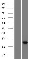 ls134637 adat2 human over expression lysates nm 182503 wb testing 1