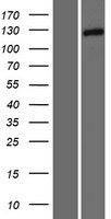 Tomosyn (STXBP5) Human Over-expression Lysates NM_001127715