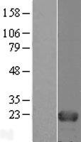HINT3 Human Over-expression Lysates NM_138571