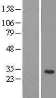 SRRP35 (SRSF12) Human Over-expression Lysates NM_080743