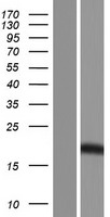 LLCFC1 Human Over-expression Lysates NM_178829