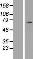 NOBOX Human Over-expression Lysates NM_001080413